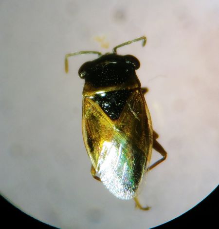 Geocoris megacephalus 