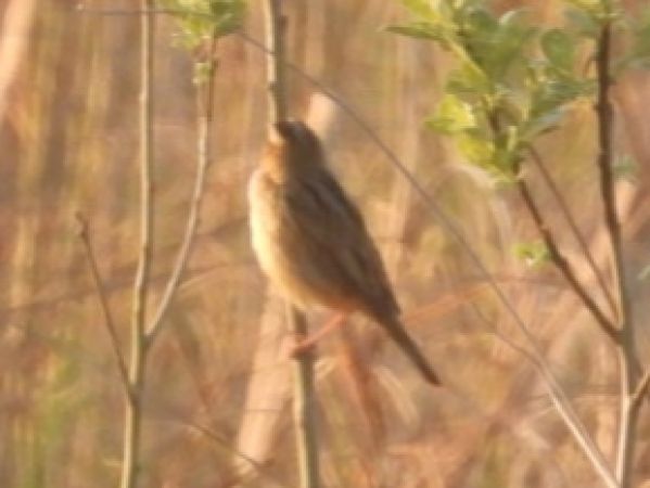 Phragmite aquatique  - Adam Olszewski