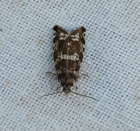 Epinotia tedella  - Thomas Lux