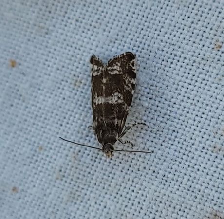Epinotia tedella  - Thomas Lux