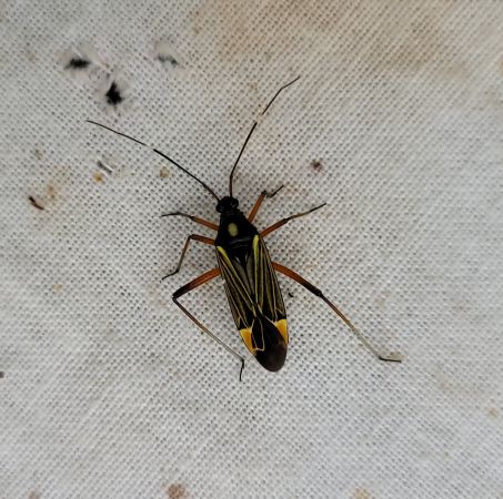 Miris striatus  - Thomas Lux