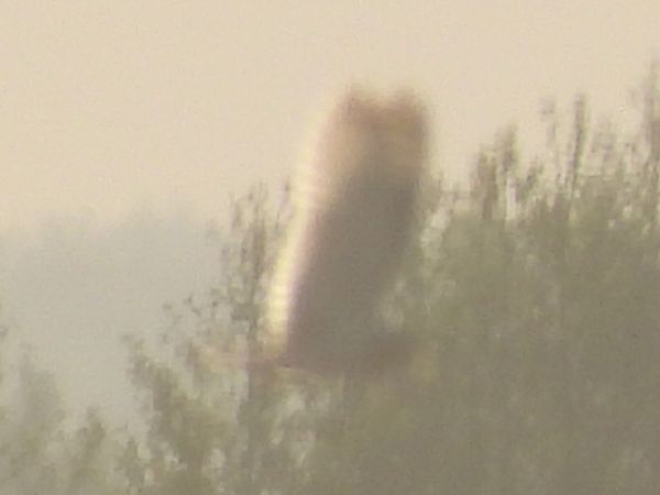 Hibou des marais  - Adam Olszewski