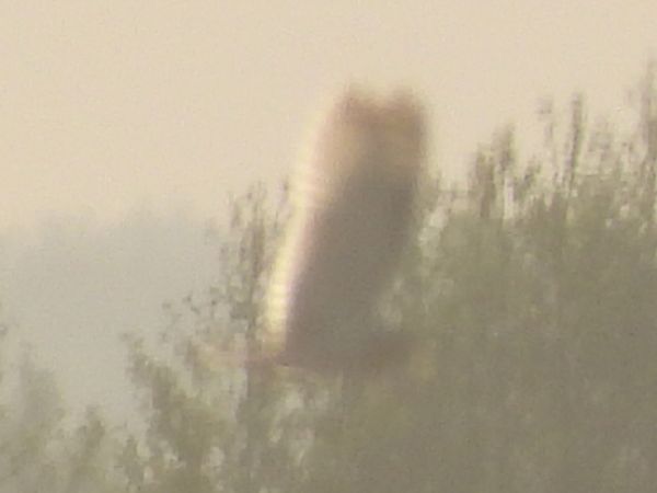 Short-eared Owl  - Adam Olszewski