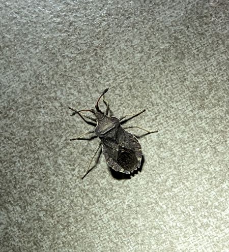 Enoplops scapha 