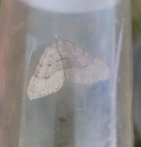 Colostygia multistrigaria  - Thomas Lux