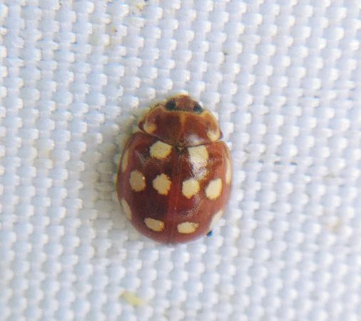 Coccinelle à 14 points 
