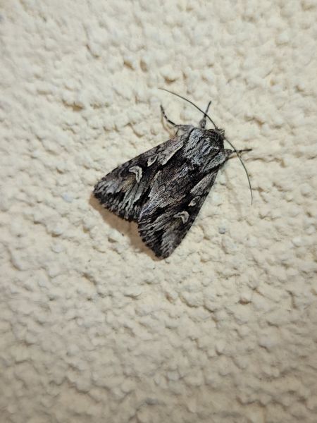 Actinotia hyperici  - Thomas Lux