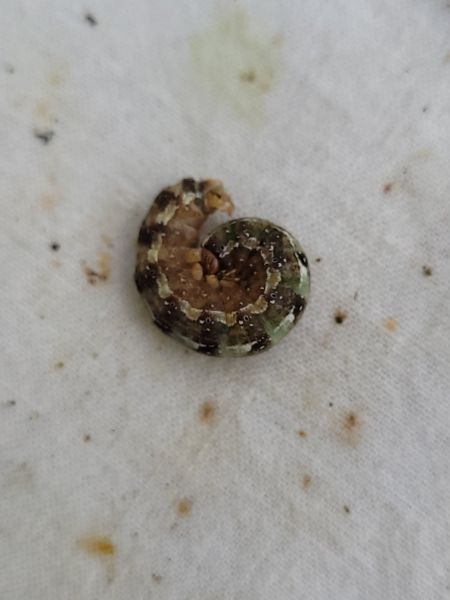 Dichonia convergens  - Thomas Lux