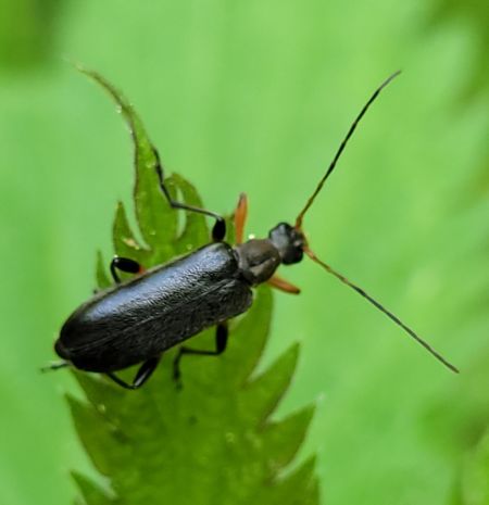 Cortodera femorata  - Thomas Lux