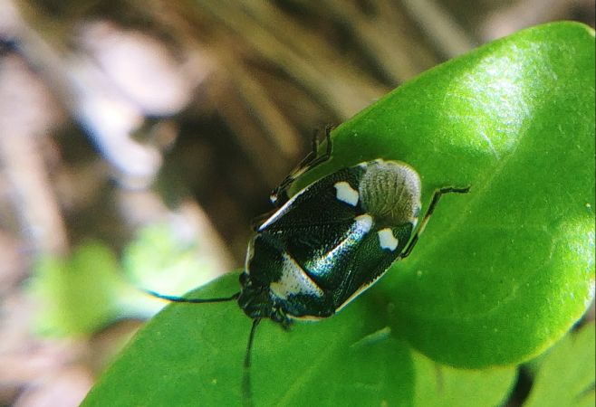 Eurydema oleracea 
