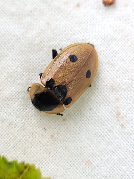 Dendroxena quadrimaculata  - Thomas Lux