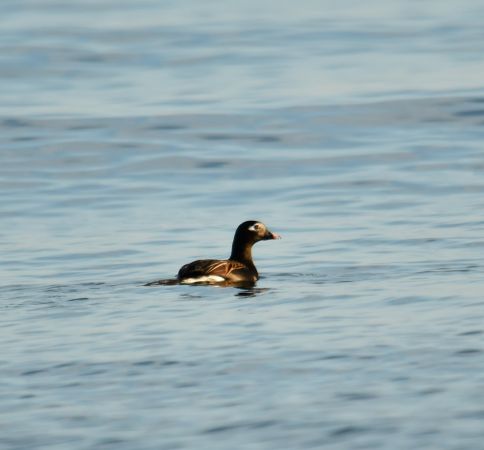 Long-tailed Duck  - Anna Śnieżek