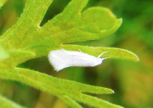 Elachista argentella 