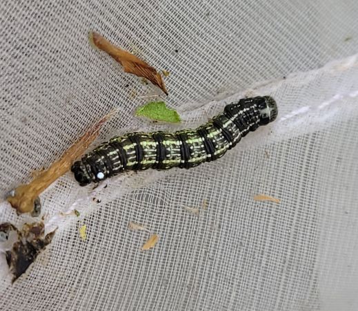 Agriopis leucophaearia  - Thomas Lux
