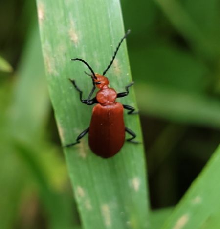 Pyrochroa serraticornis  - Thomas Lux