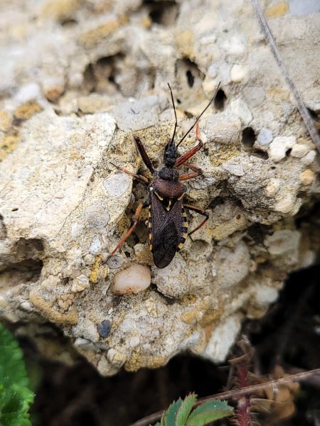 Rhynocoris erythropus  - Thomas Lux