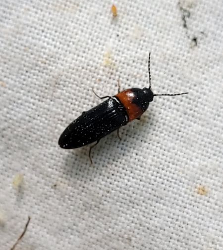 Ampedus sinuatus  - Thomas Lux