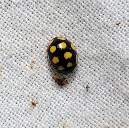 Oenopia lyncea  - Thomas Lux