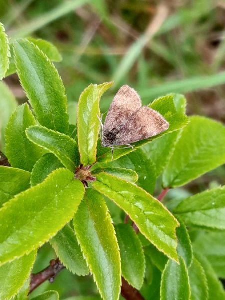 Panemeria tenebrata  - Sylvain Lethuillier
