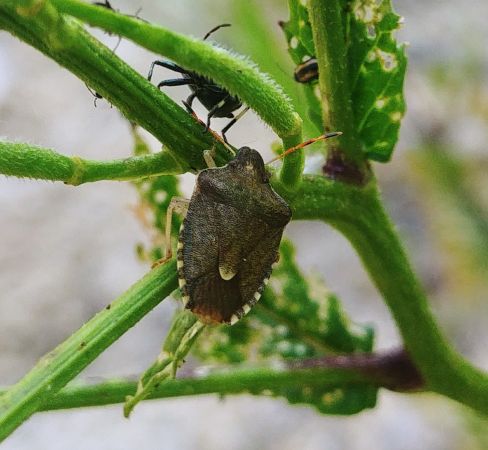 Peribalus strictus vernalis 