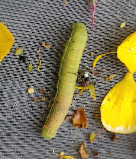 Orthosia gracilis  - Thomas Lux
