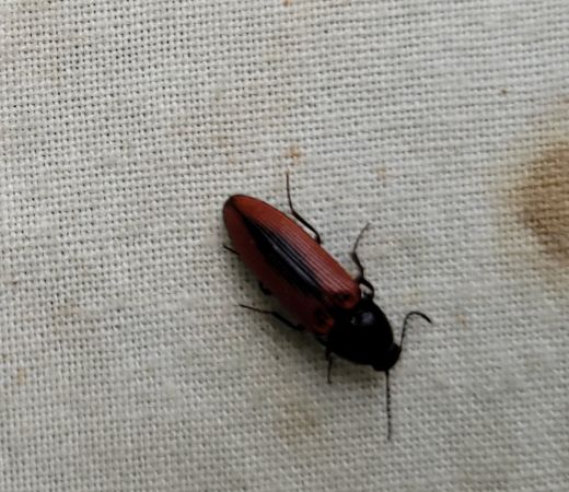 Ampedus sanguinolentus  - Thomas Lux
