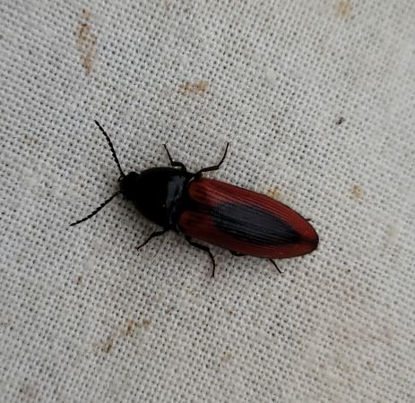 Ampedus sanguinolentus  - Thomas Lux