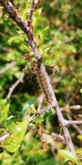 Bombyx de l'Aubépine 