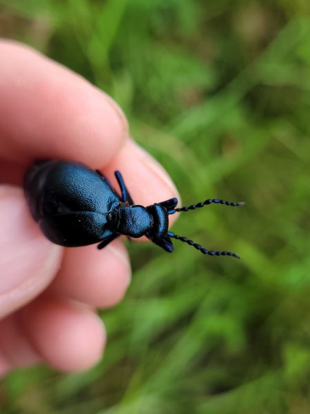Meloe violaceus  - Thomas Lux