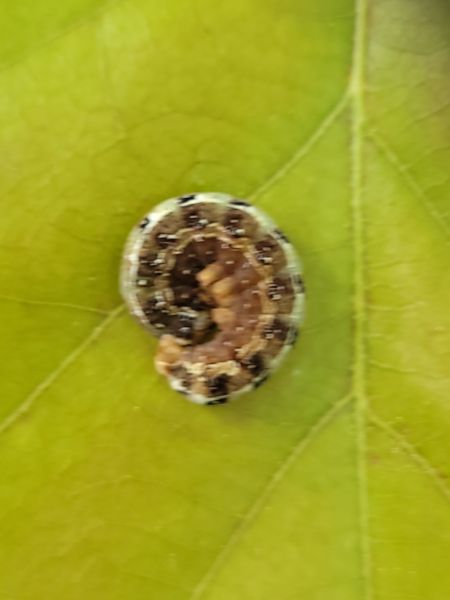 Dichonia convergens  - Thomas Lux