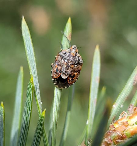 Holcogaster fibulata  - Thomas Lux