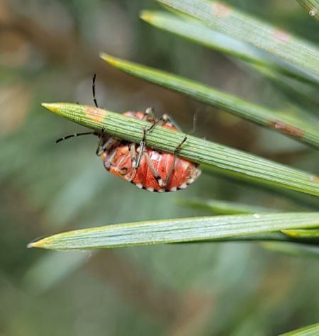 Holcogaster fibulata  - Thomas Lux
