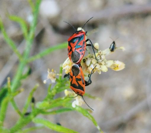 Eurydema ornata 