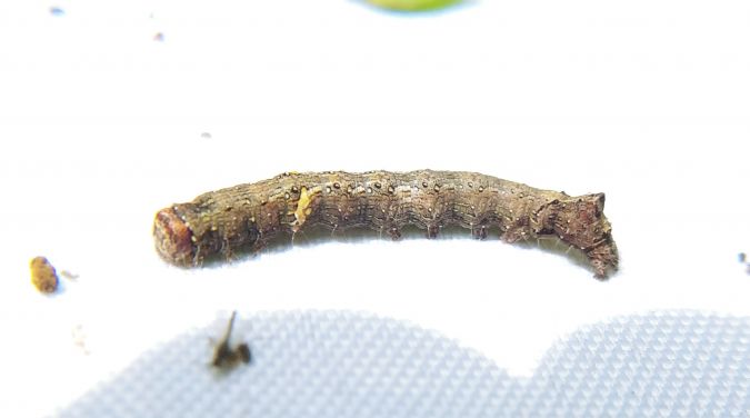 Allophyes oxyacanthae 