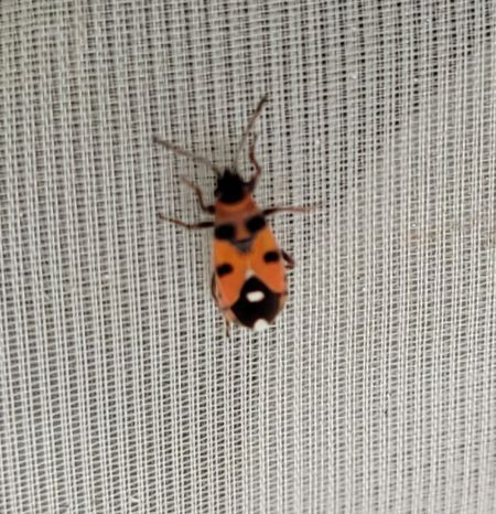 Horvathiolus superbus  - Thomas Lux