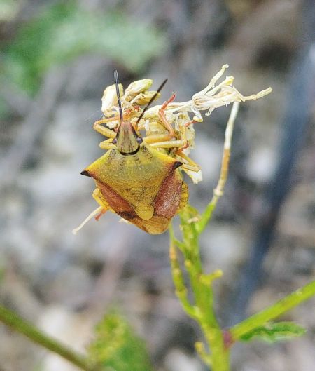 Carpocoris fuscispinus 
