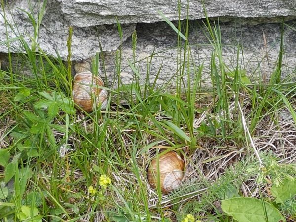 Helix pomatia  - Renato Cottalasso