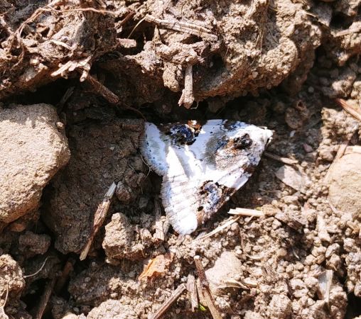 Pseudeustrotia candidula 