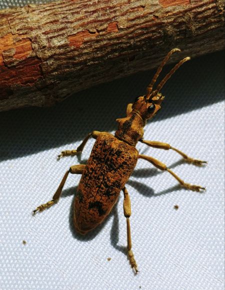 Rhagium sycophante 
