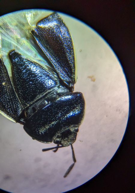 Canthophorus dubius / impressus 