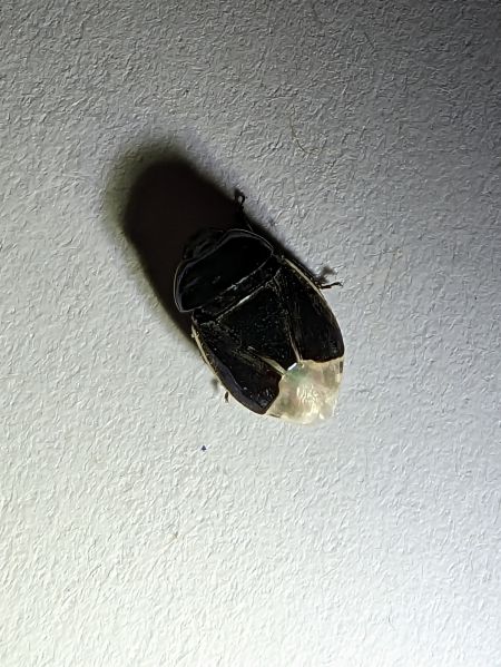Canthophorus dubius / impressus 