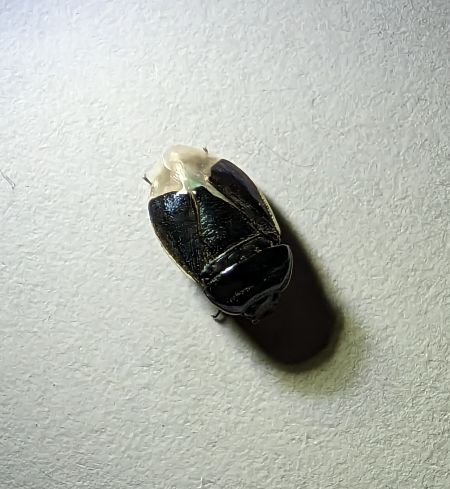 Canthophorus dubius / impressus 