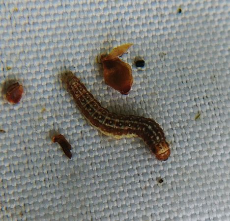 Tortricodes alternella 
