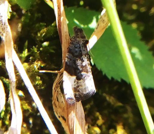 Hedya nubiferana 
