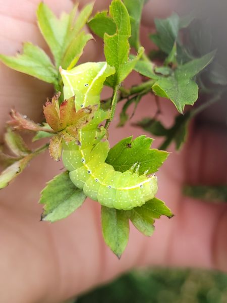Amphipyra berbera  - Thomas Lux