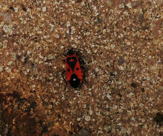 Melanocoryphus albomaculatus 