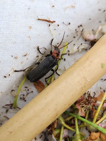 Cantharis fusca  - Thomas Lux