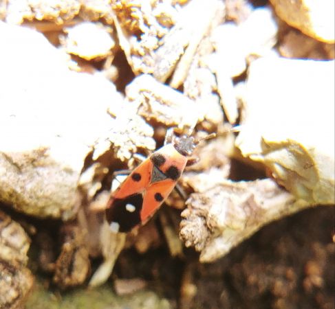 Horvathiolus superbus 