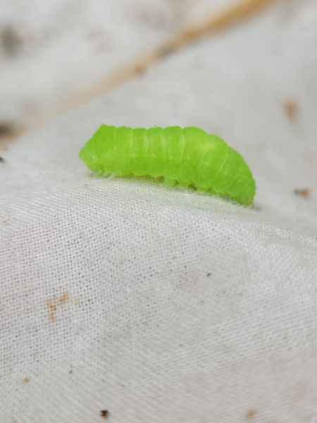 Bena bicolorana  - Thomas Lux