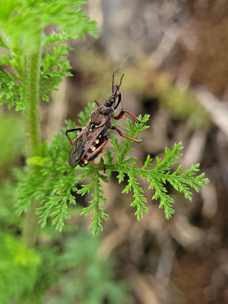 Rhynocoris erythropus  - Thomas Lux